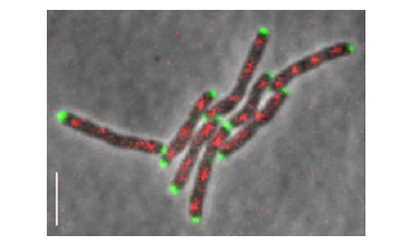 Mycobacteria smegmatis